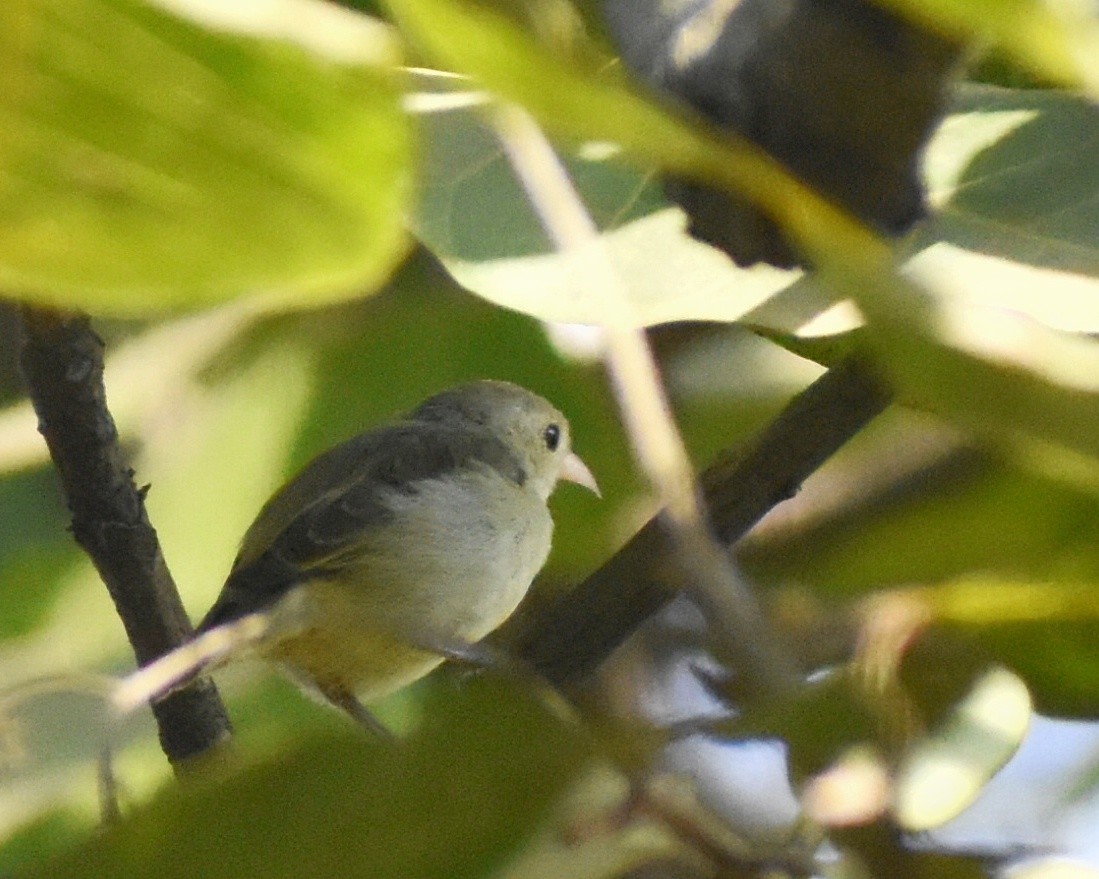 Dicée à bec rouge - ML644637778