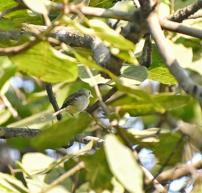 Dicée à bec rouge - ML644637779