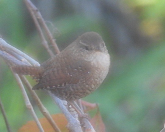 Winter Wren - ML644637786