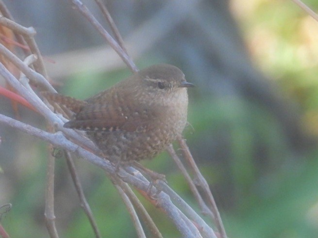 Winter Wren - ML644637787