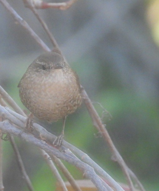 Winter Wren - ML644637788