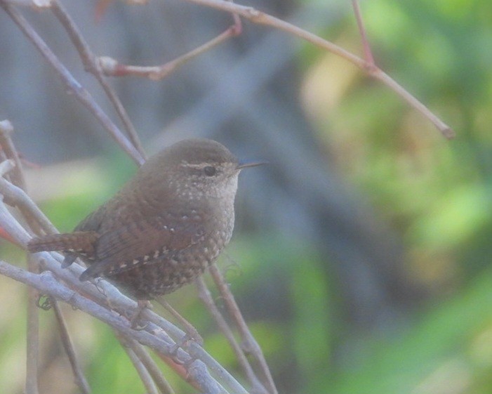 Winter Wren - ML644637789