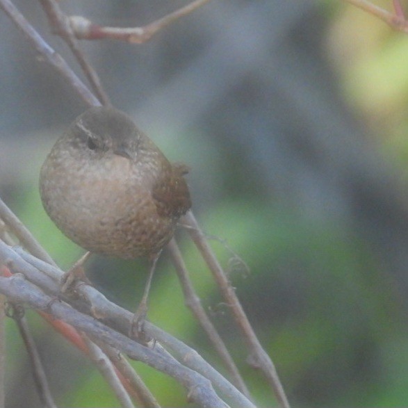Winter Wren - ML644637790