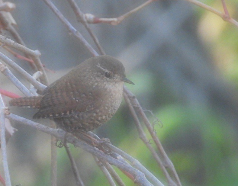 Winter Wren - ML644637791