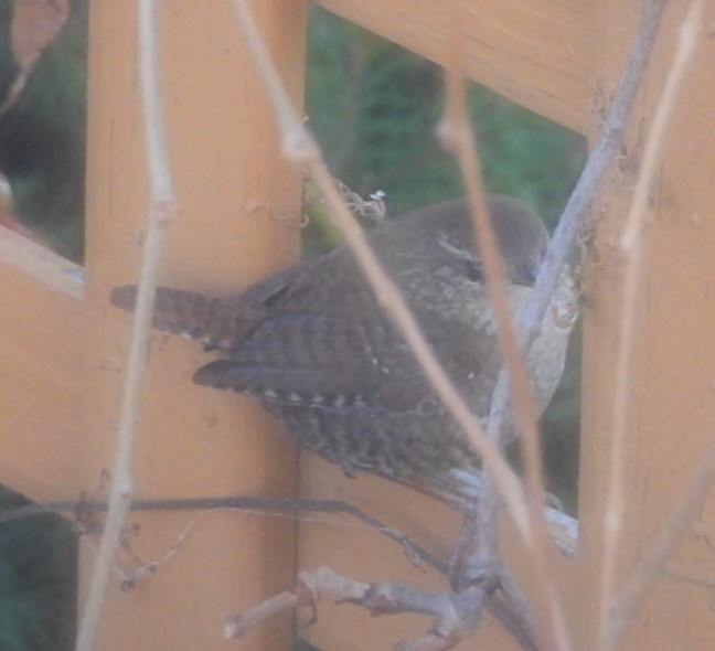 Winter Wren - ML644637792