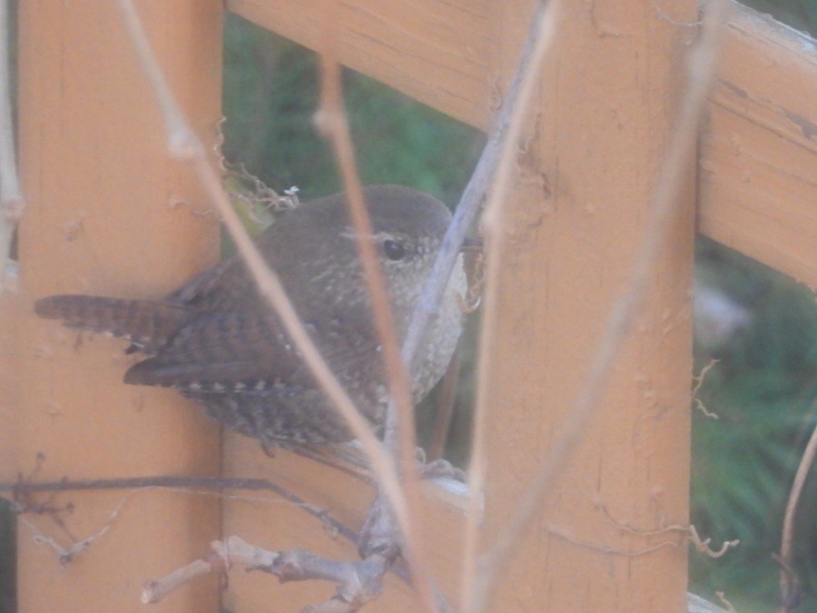 Winter Wren - ML644637793