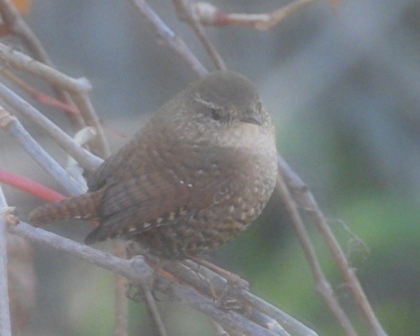 Winter Wren - ML644637794