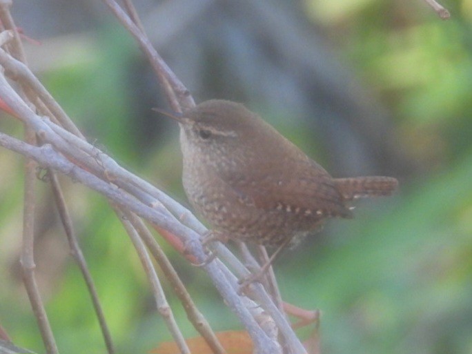 Winter Wren - ML644637795