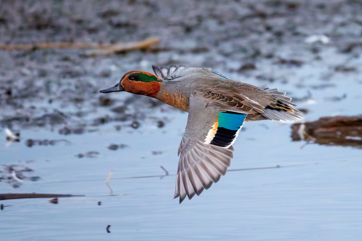 Green-winged Teal - ML644637804