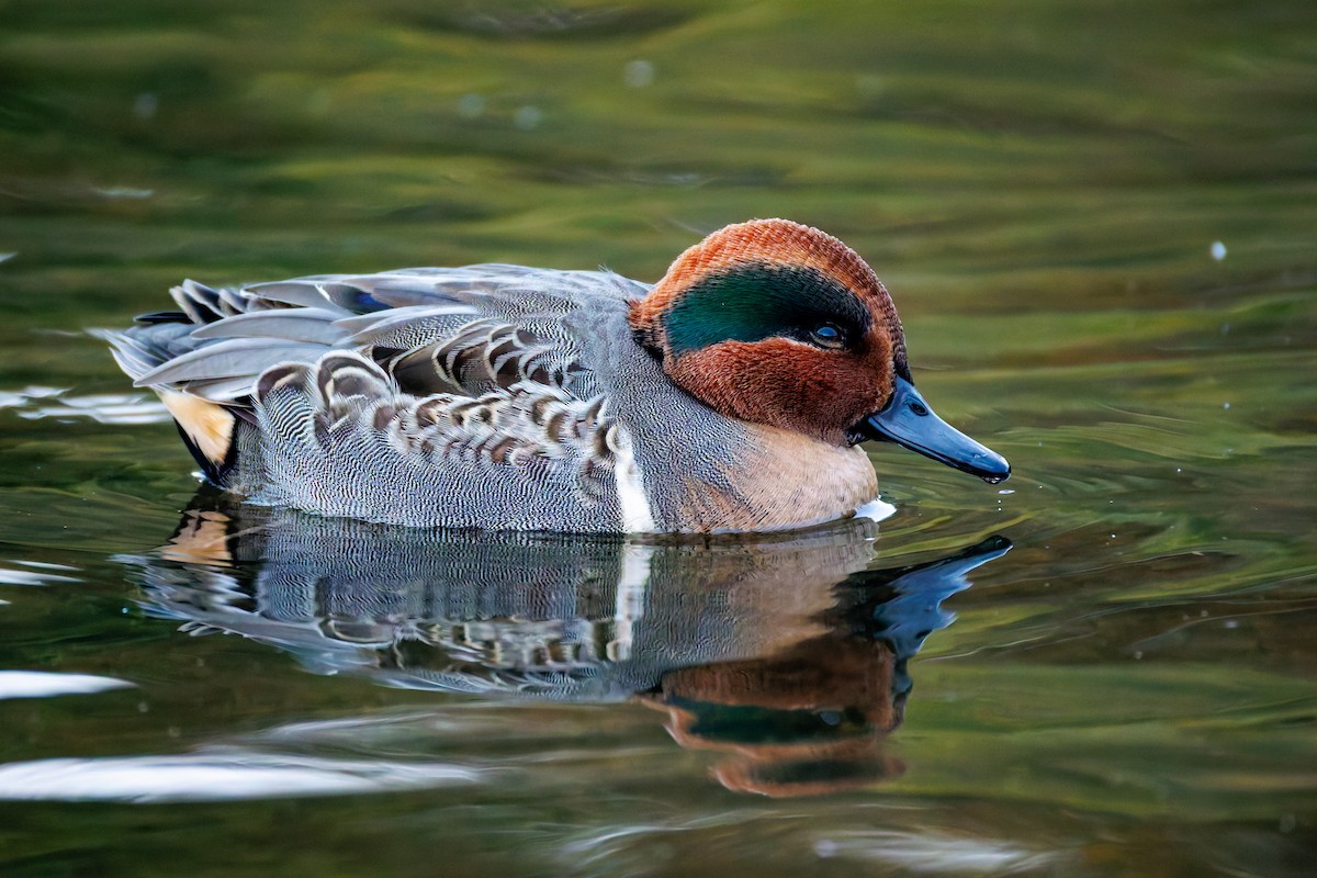 Green-winged Teal - ML644637805