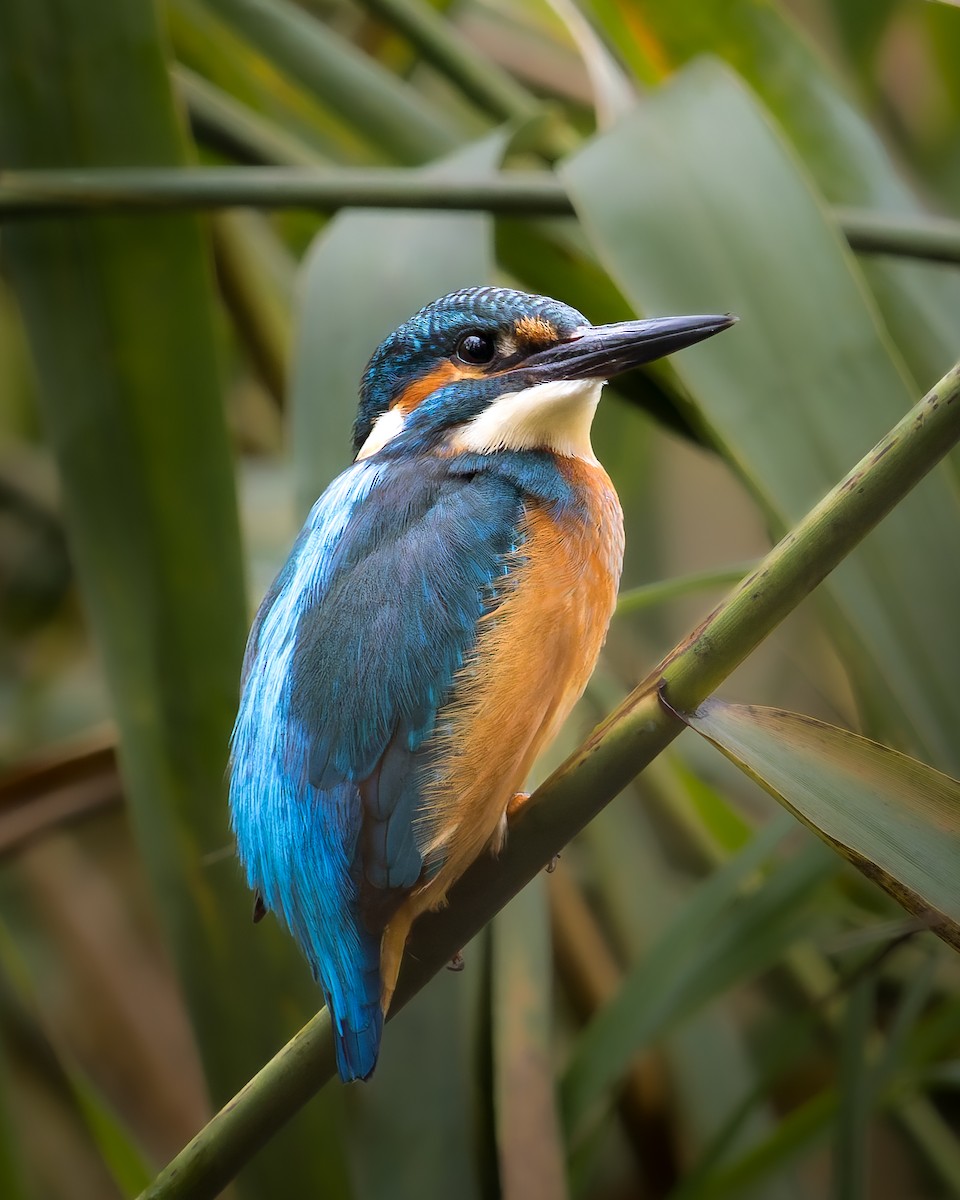 ledňáček říční - ML644637807