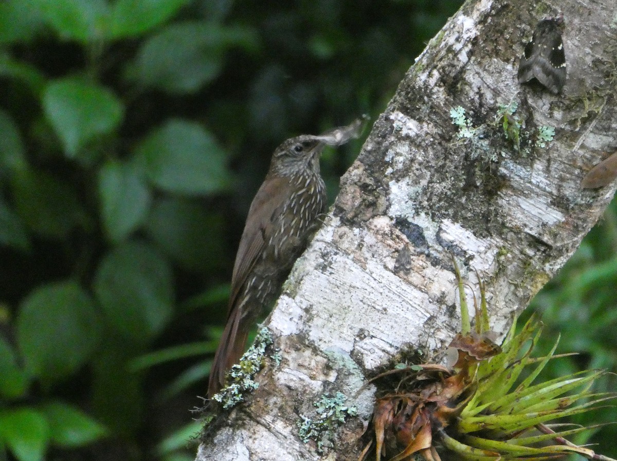 Montane Woodcreeper - ML644637810