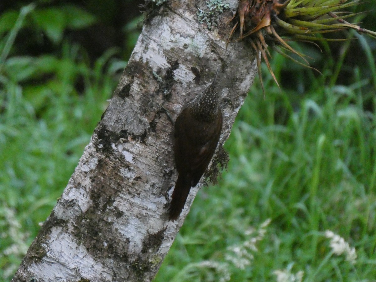 Montane Woodcreeper - ML644637811