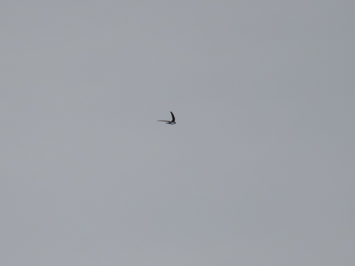 rorýs velký - ML644637817