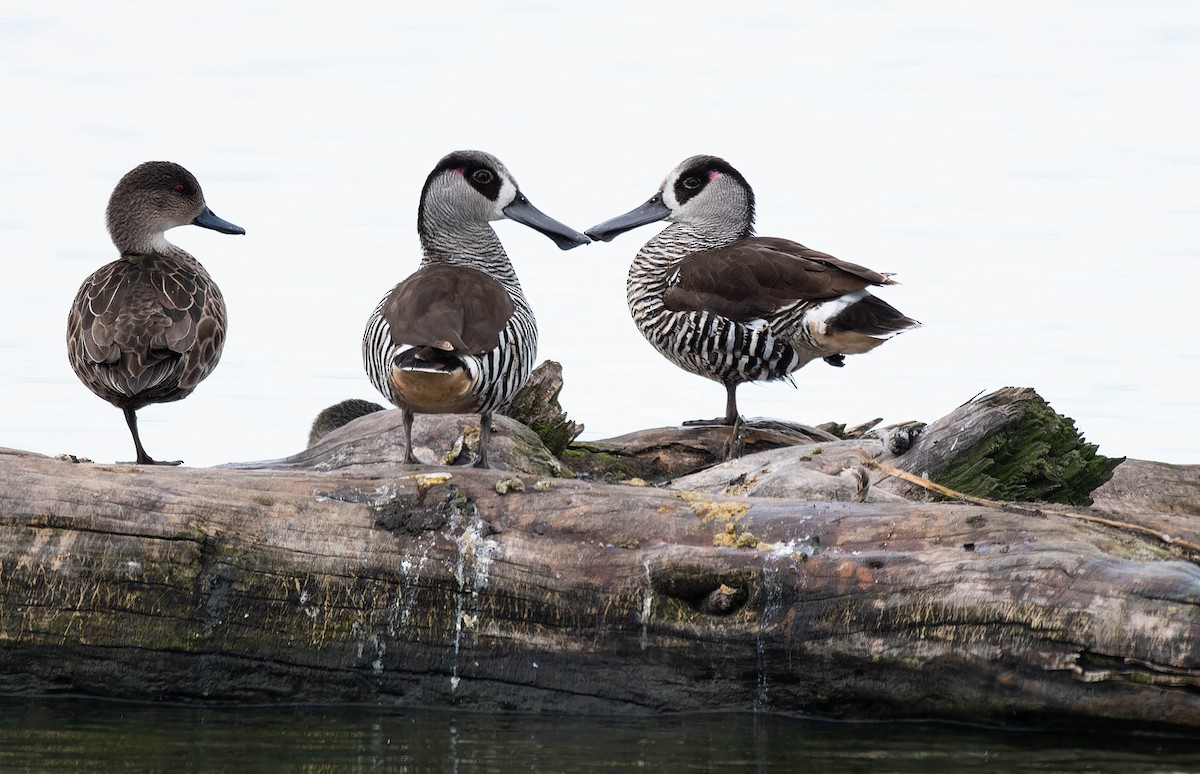 Rosenohrente - ML644637822