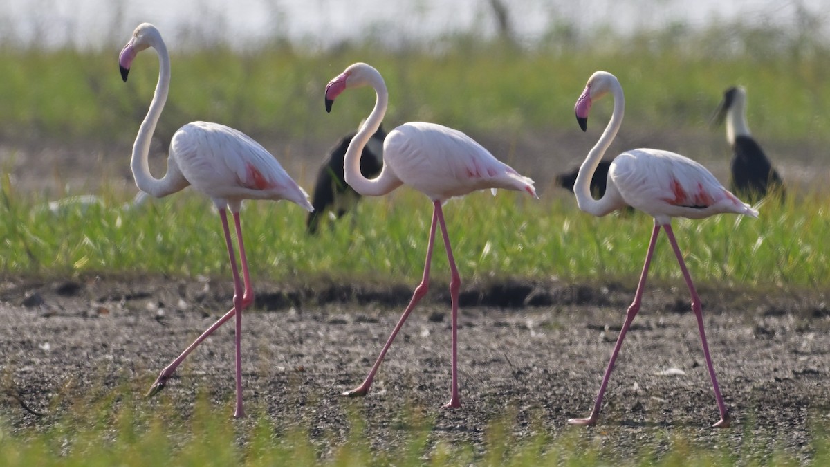 Asian Woolly-necked Stork - ML644637823