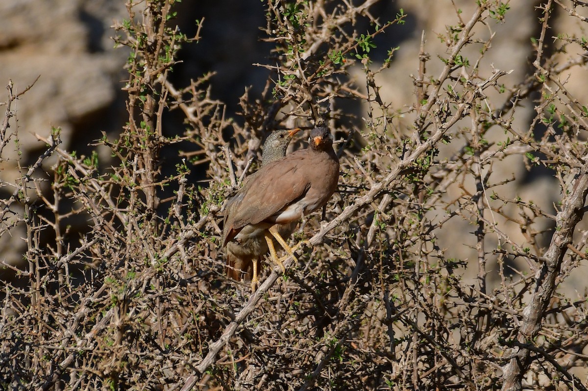Sand Partridge - ML644637824