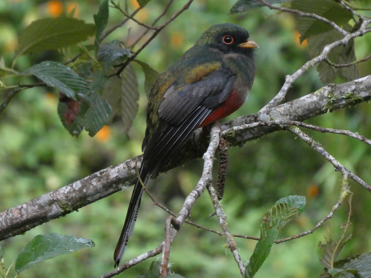 Masked Trogon - ML644637825