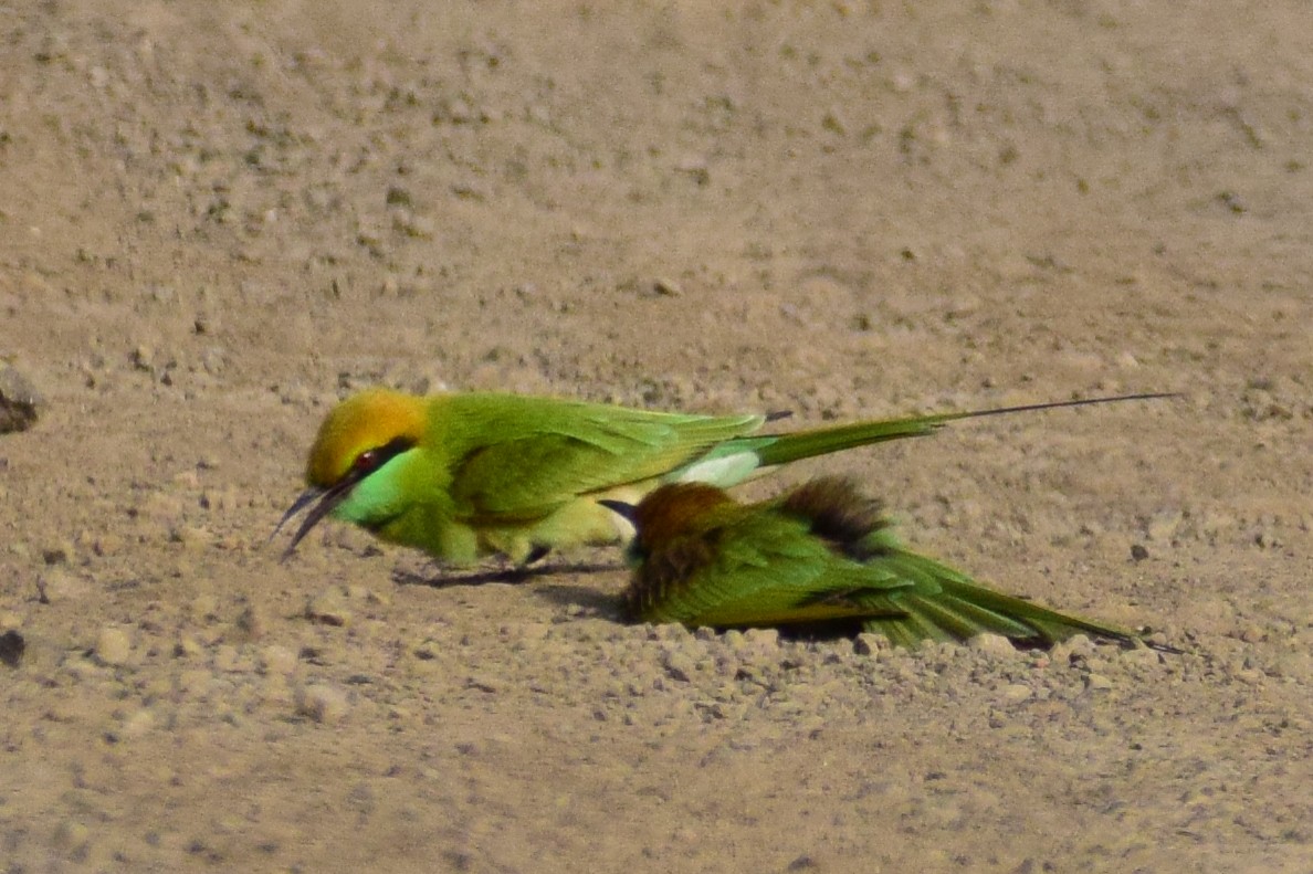 Asian Green Bee-eater - ML644637826