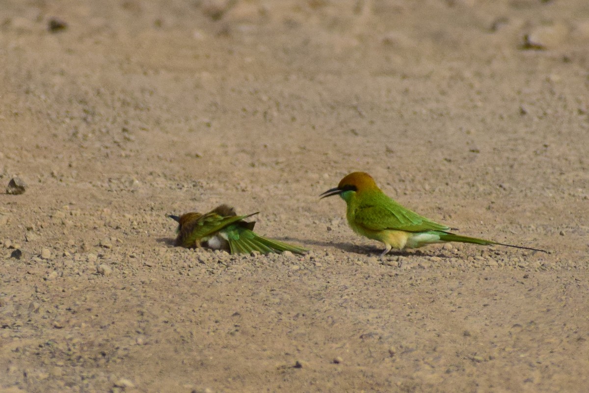 Asian Green Bee-eater - ML644637827