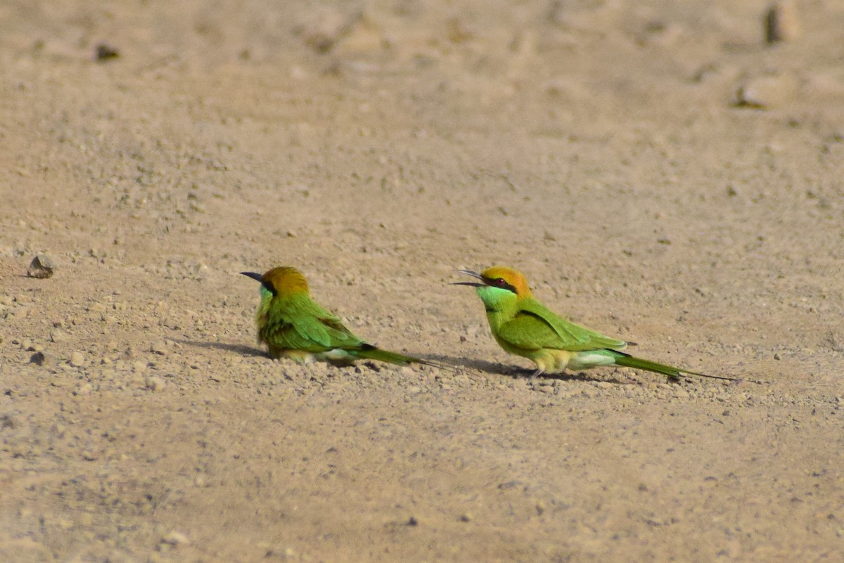 Asian Green Bee-eater - ML644637828
