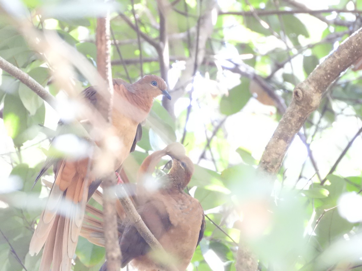Brown Cuckoo-Dove - ML644637834