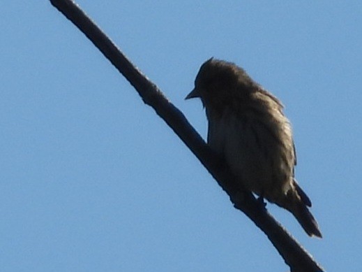 Pine Siskin - ML644637836