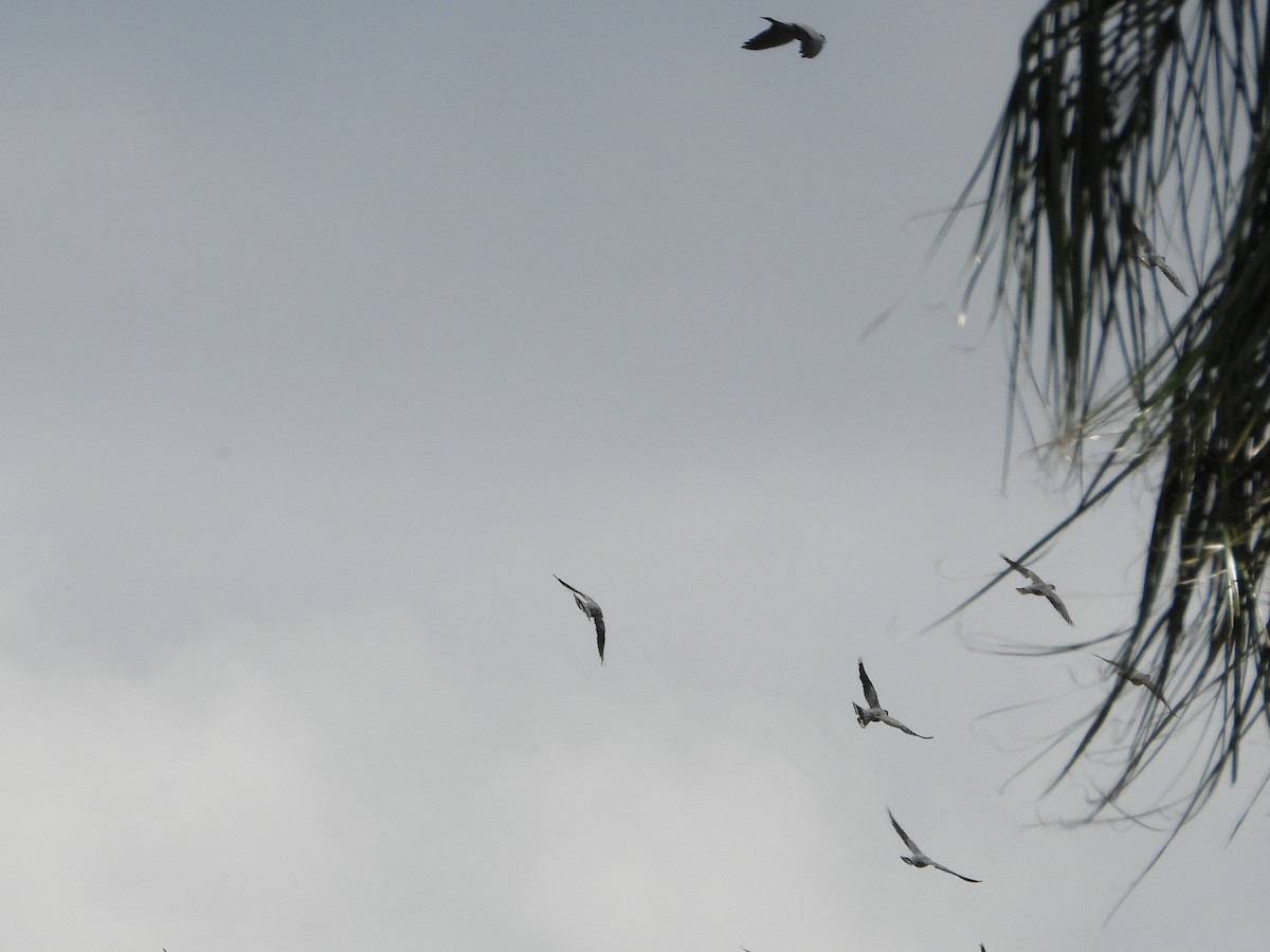 Topknot Pigeon - ML644637837