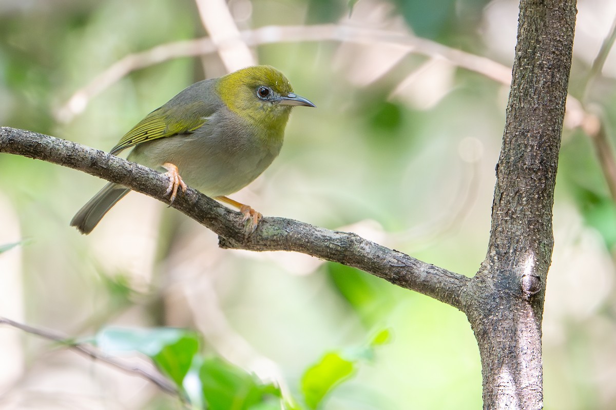 Large Lifou White-eye - ML644637838