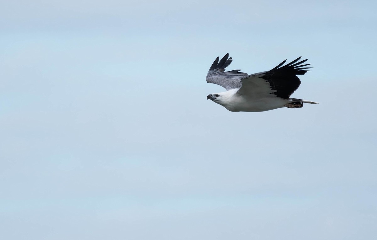 White-bellied Sea-Eagle - ML644637839