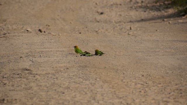Asian Green Bee-eater - ML644637842