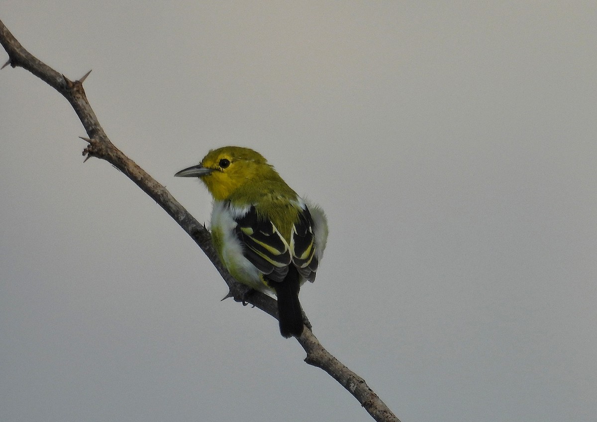 Common Iora - ML644637843