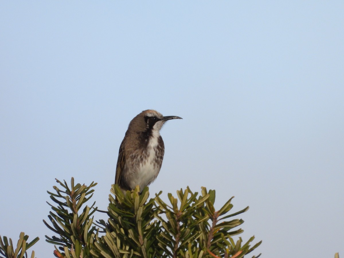 Tawny-crowned Honeyeater - ML644637845
