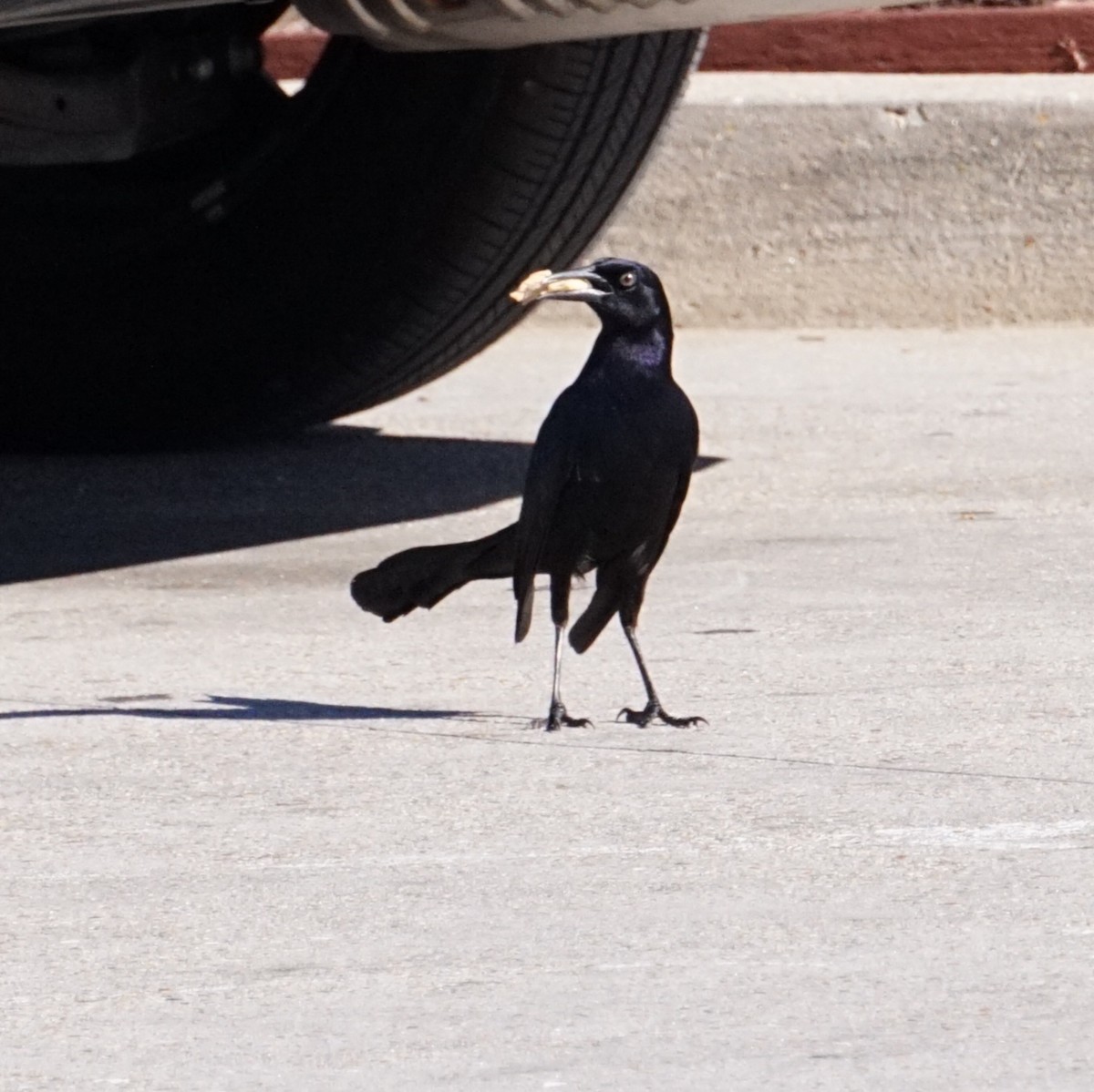 Boat-tailed Grackle - ML644637846