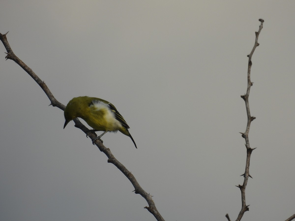 Common Iora - ML644637847