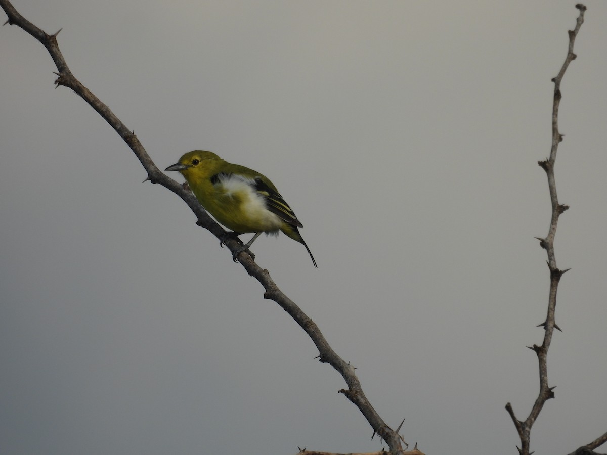 Common Iora - ML644637849