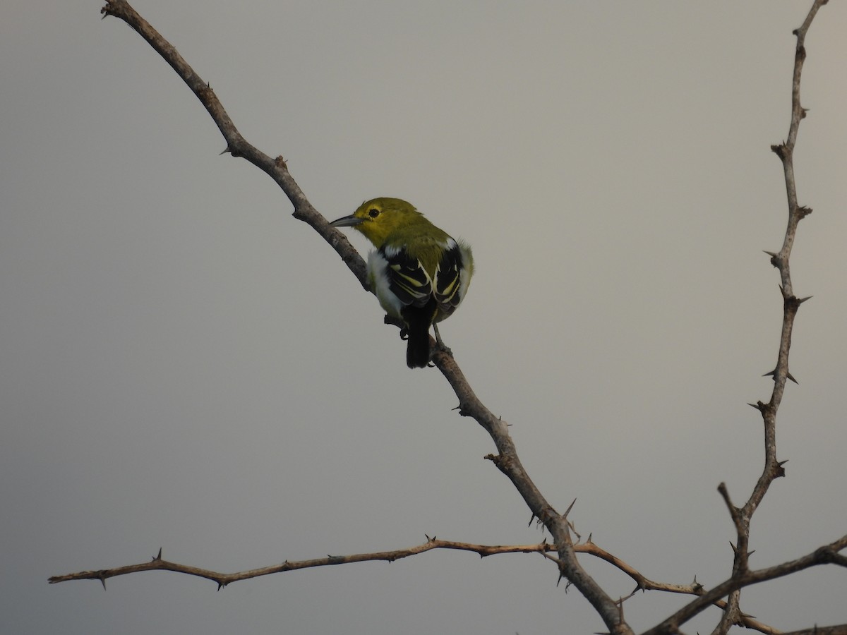 Common Iora - ML644637850