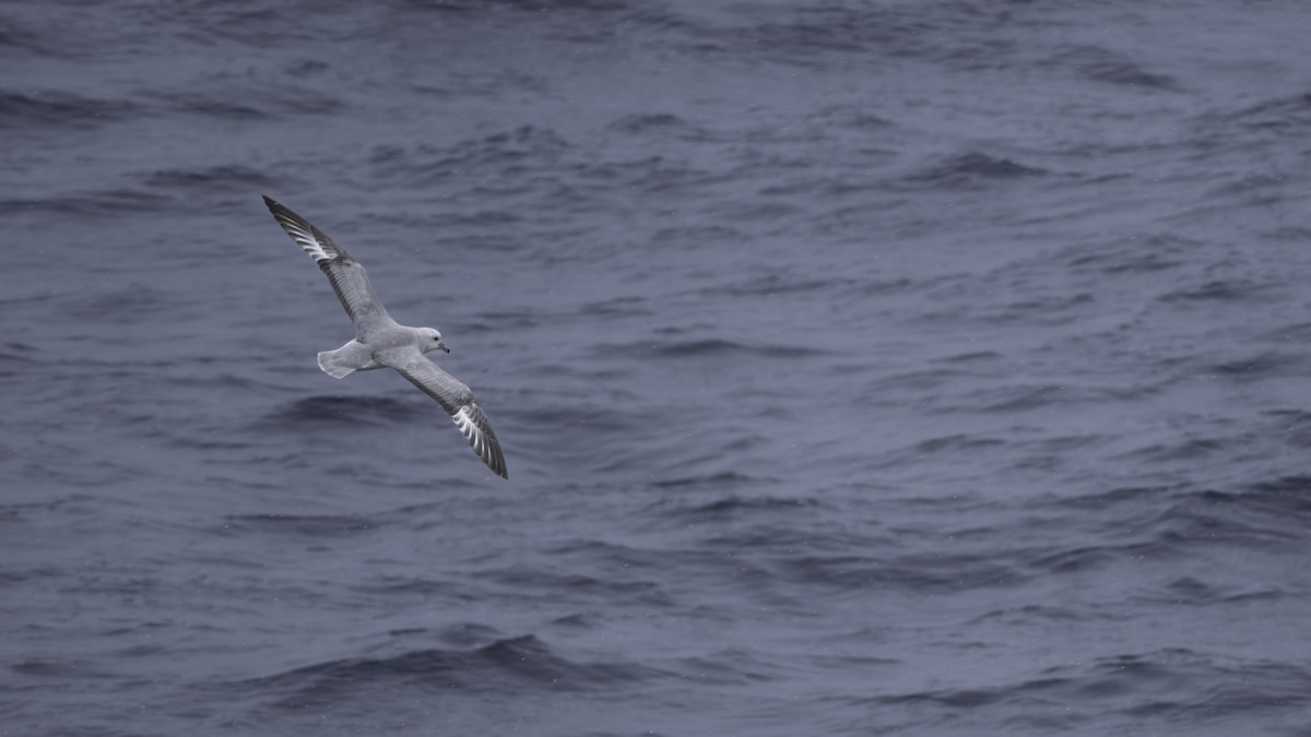 Southern Fulmar - ML644637851