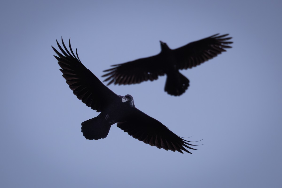 Corvo imperiale - ML644637852