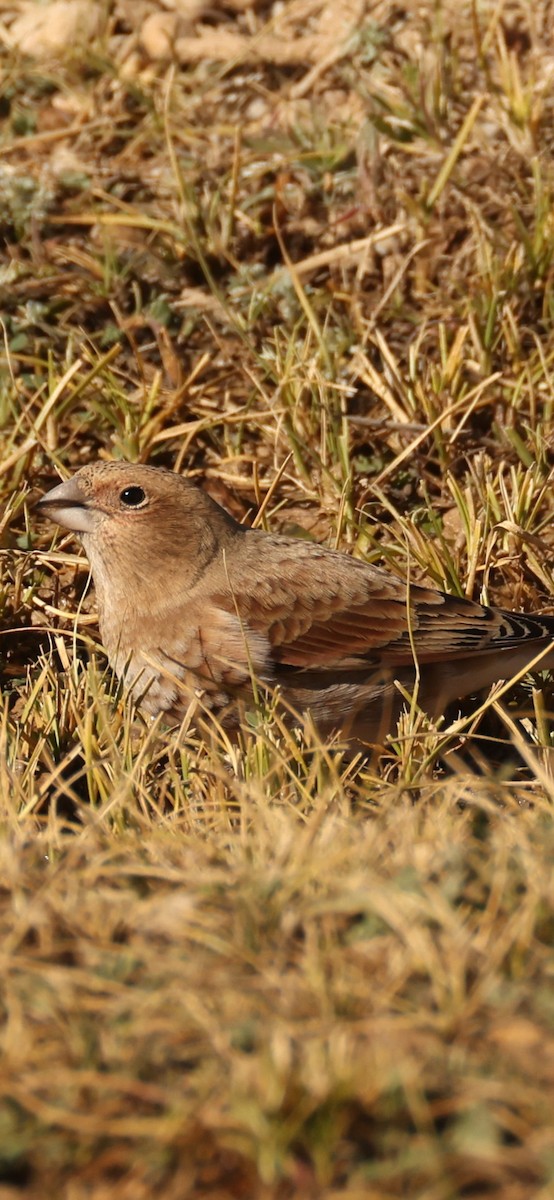 Crimson-winged Finch - ML644637853