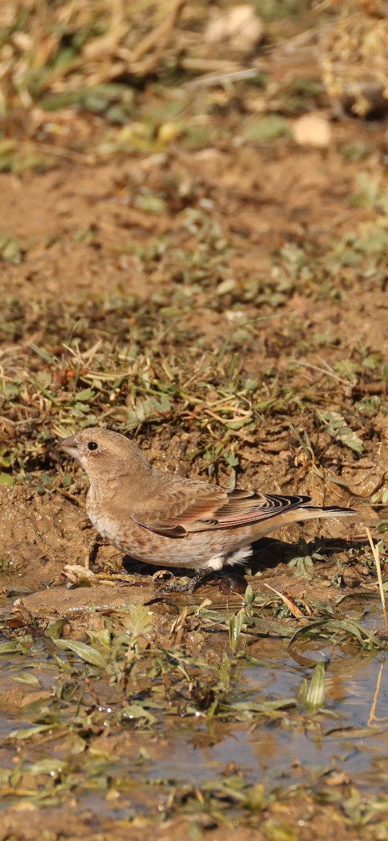 Crimson-winged Finch - ML644637854