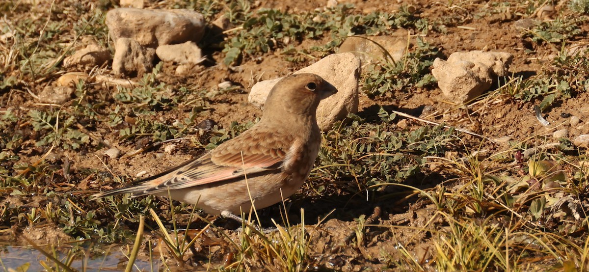 Crimson-winged Finch - ML644637855