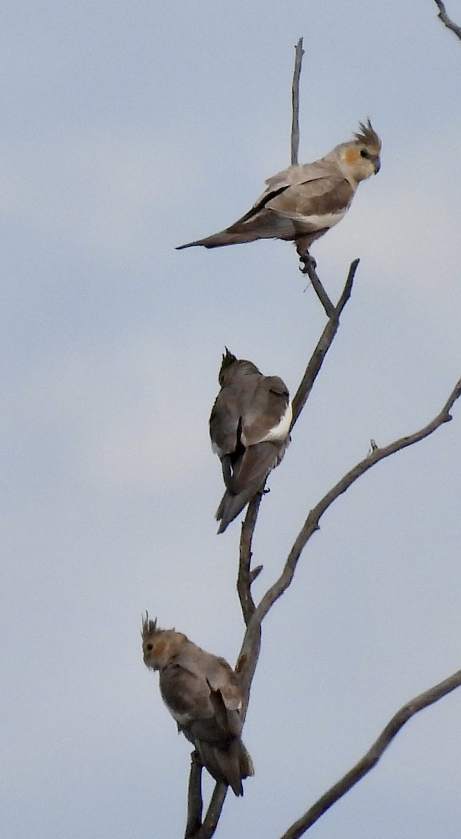 Calopsitta - ML644637857