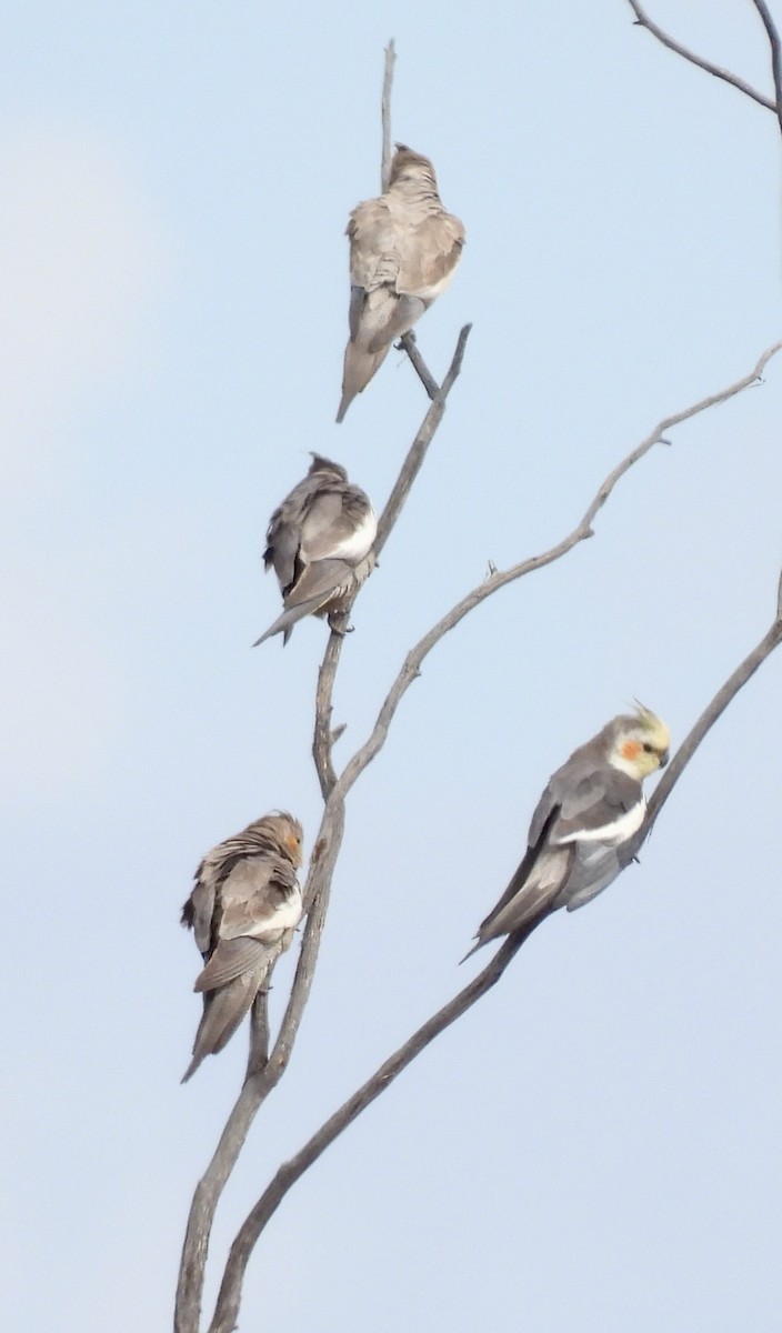 Calopsitta - ML644637858