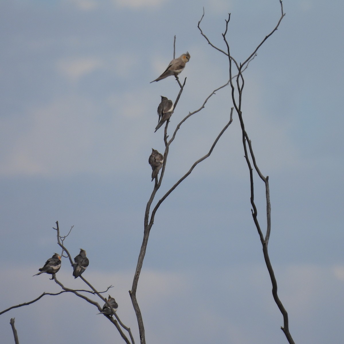 Calopsitta - ML644637860