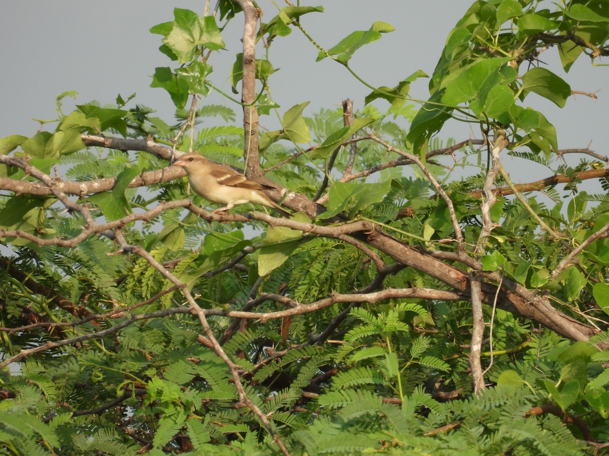 Yellow-throated Sparrow - ML644637863
