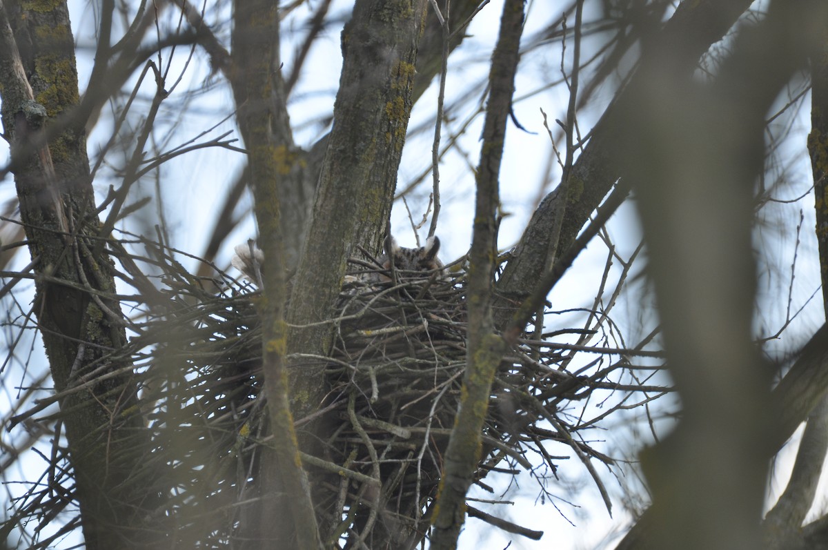 Gufo comune - ML644637864