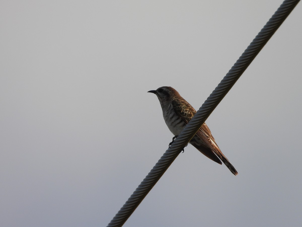 Horsfield's Bronze-Cuckoo - ML644637866
