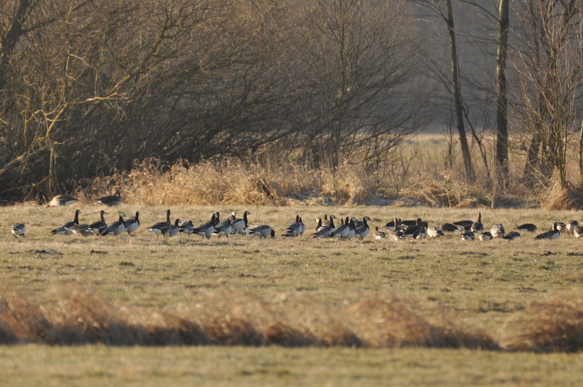 Oca facciabianca - ML644637867