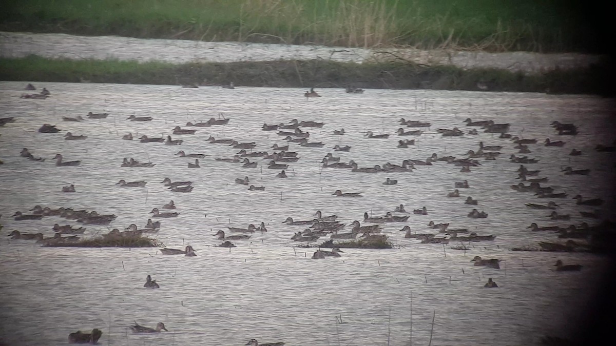 Marzaiola - ML644637868